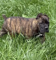 Wyoming, a female Cane Corso for sale in Blodgett, OR – 7 of 9