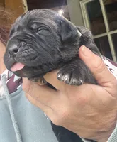 Pain , a male Cane Corso for sale in Blodgett, OR – 4 of 4