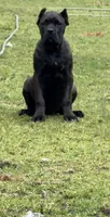 Montana, a female Cane Corso for sale in Blodgett, OR – 8 of 10