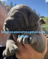 Kronos , a male Cane Corso for sale in Blodgett, OR – 2 of 7