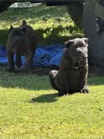 Louisiana, a male Cane Corso for sale in Blodgett, OR – 4 of 4