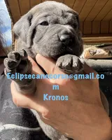 Kronos , a male Cane Corso for sale in Blodgett, OR – 7 of 7