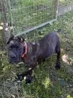 Mississippi Mud, a female Cane Corso for sale in Blodgett, OR – 6 of 10
