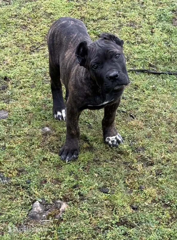 Idaho – Cane Corso puppy for sale in Blodgett, OR