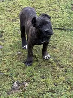Idaho, a female Cane Corso for sale in Blodgett, OR – 1 of 8