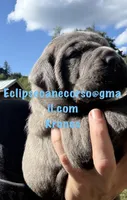 Kronos , a male Cane Corso for sale in Blodgett, OR – 1 of 7