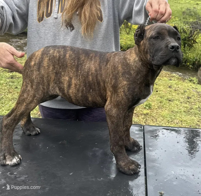 Wyoming – Cane Corso puppy for sale in Blodgett, OR