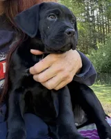Raven , a female Cane Corso for sale in Blodgett, OR – 10 of 10