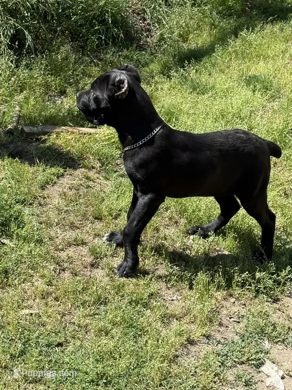 Raven  – Cane Corso puppy for sale in Blodgett, OR