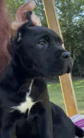Raven , a female Cane Corso for sale in Blodgett, OR – 8 of 10