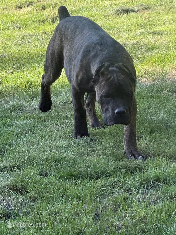 Grimm Reaper  – Cane Corso puppy for sale in Blodgett, OR