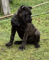 Montana, a female Cane Corso for sale in Blodgett, OR – 9 of 10