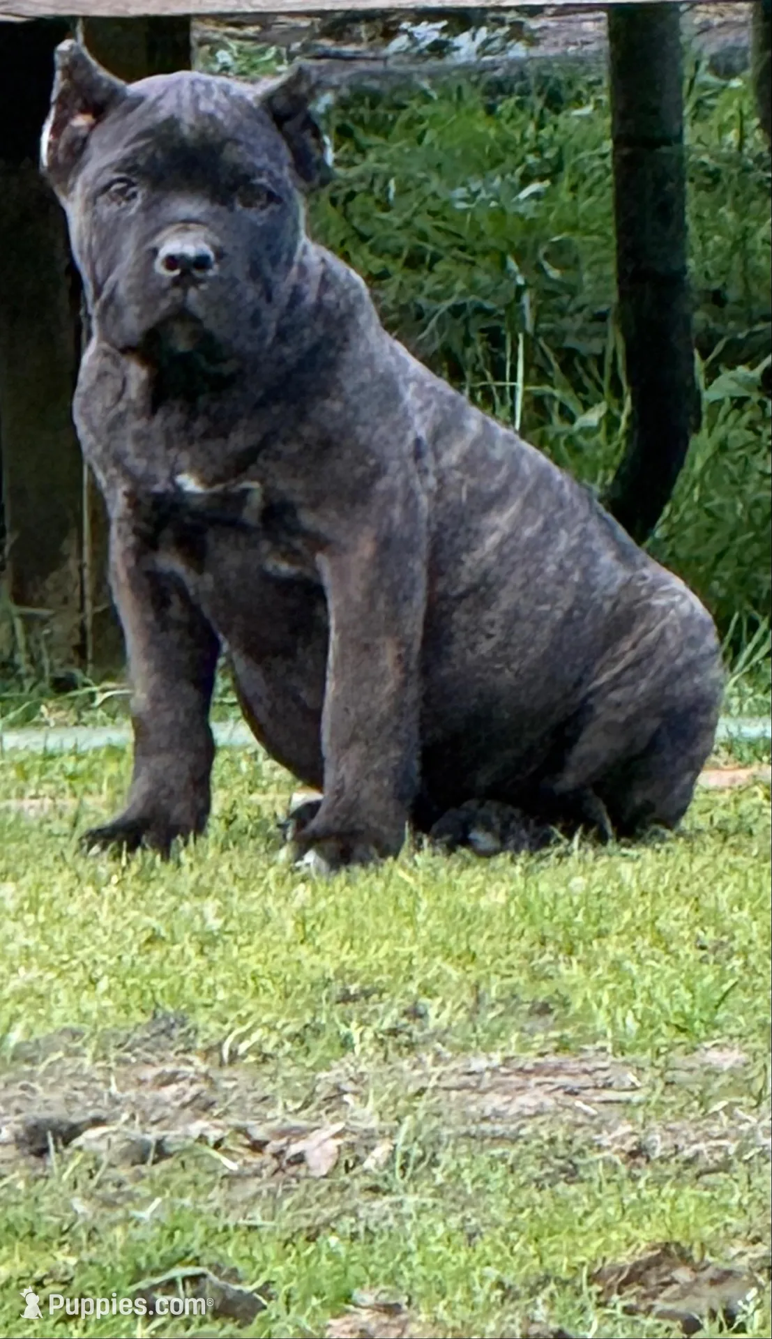 Montana, a female Cane Corso for sale in Blodgett, OR – 3 of 5