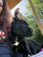 Raven , a female Cane Corso for sale in Blodgett, OR – 5 of 10