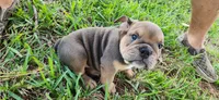 Janis Joplin, a female English Bulldog for sale in Lakeland, FL – 3 of 3
