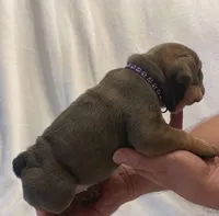 Janis Joplin, a female English Bulldog for sale in Lakeland, FL – 3 of 3