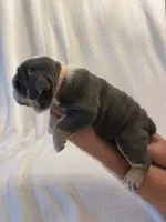 Betty White, a female English Bulldog for sale in Lakeland, FL – 3 of 3