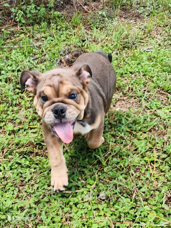 Janis Joplin – English Bulldog puppy for sale in Lakeland, FL
