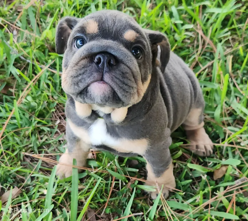 Grace Kelly – English Bulldog puppy for sale in Lakeland, FL