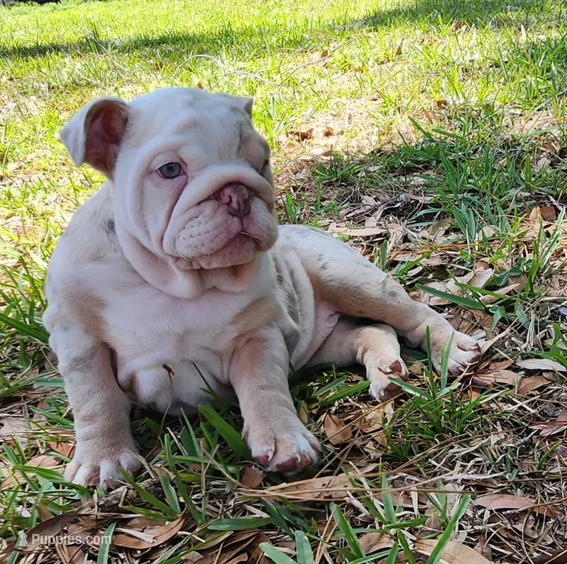 Rose – English Bulldog puppy for sale in Lakeland, FL