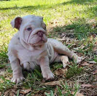 Rose, a female English Bulldog for sale in Lakeland, FL – 1 of 4