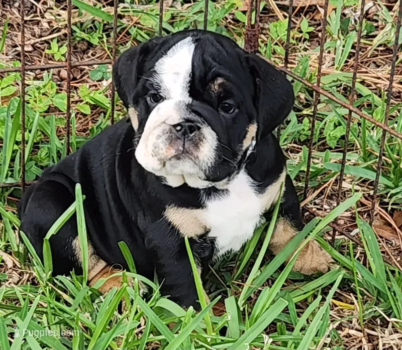 Blue – English Bulldog puppy for sale in Lakeland, FL