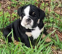 Blue, a female English Bulldog for sale in Lakeland, FL – 1 of 4