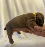 Jayne, a female English Bulldog for sale in Lakeland, FL – 3 of 3