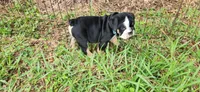 Blue, a female English Bulldog for sale in Lakeland, FL – 3 of 4
