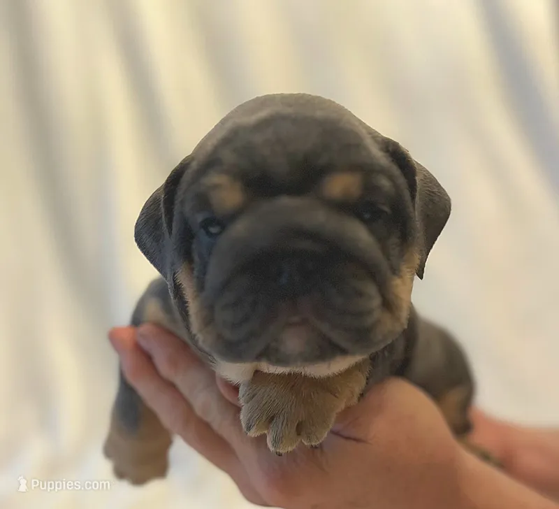 Grace Kelly – English Bulldog puppy for sale in Lakeland, FL