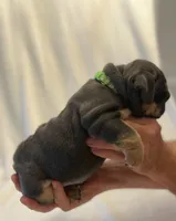 Grace Kelly, a female English Bulldog for sale in Lakeland, FL – 2 of 3