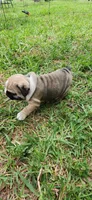 Black, a male English Bulldog for sale in Lakeland, FL – 3 of 4