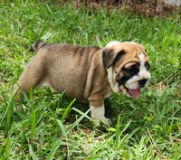 Green, a female English Bulldog for sale in Lakeland, FL – 2 of 4