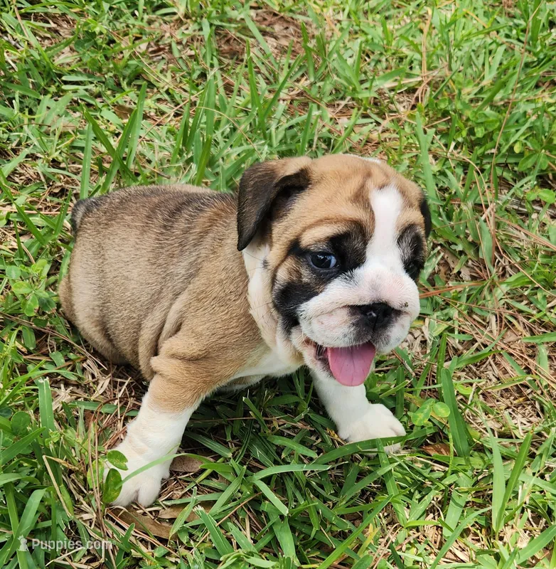 Green – English Bulldog puppy for sale in Lakeland, FL