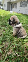 Black, a male English Bulldog for sale in Lakeland, FL – 2 of 4