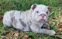 Rose, a female English Bulldog for sale in Lakeland, FL – 2 of 4