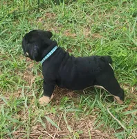 Blue, a female English Bulldog for sale in Lakeland, FL – 2 of 4