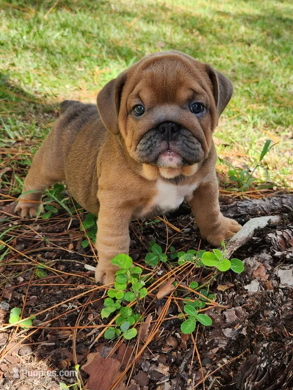 Kelly – English Bulldog puppy for sale in Lakeland, FL