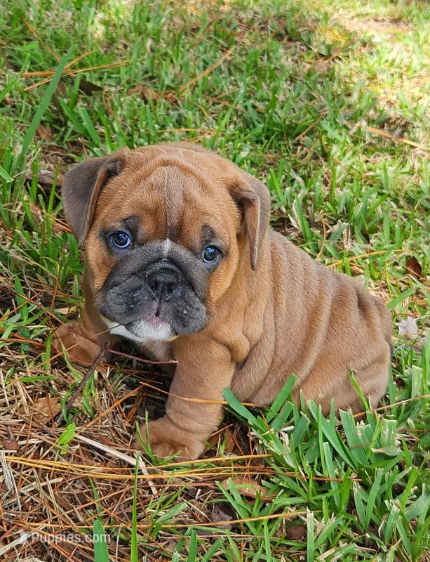Sabrina – English Bulldog puppy for sale in Lakeland, FL