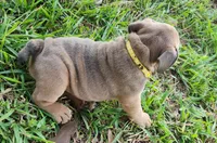 Jayne, a female English Bulldog for sale in Lakeland, FL – 2 of 3