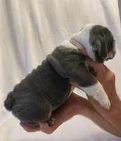 Betty White, a female English Bulldog for sale in Lakeland, FL – 2 of 3