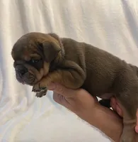 Janis Joplin, a female English Bulldog for sale in Lakeland, FL – 2 of 3