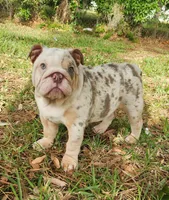 Rose, a female English Bulldog for sale in Lakeland, FL – 3 of 4