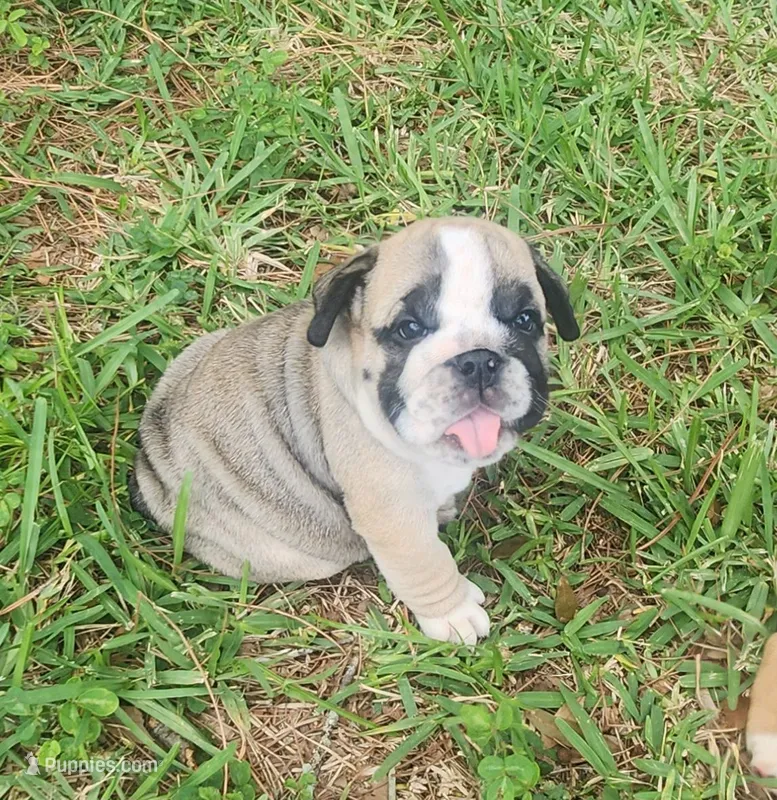 Black – English Bulldog puppy for sale in Lakeland, FL
