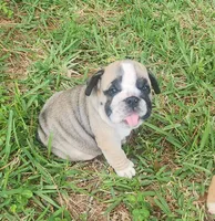 Black, a male English Bulldog for sale in Lakeland, FL – 1 of 4