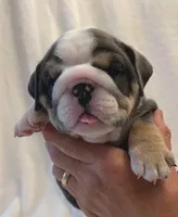 Betty White, a female English Bulldog for sale in Lakeland, FL – 1 of 3