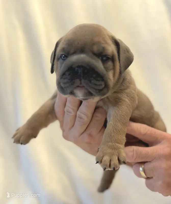 Jayne – English Bulldog puppy for sale in Lakeland, FL