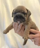 Jayne, a female English Bulldog for sale in Lakeland, FL – 1 of 3