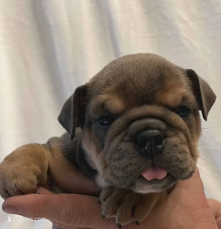 Janis Joplin – English Bulldog puppy for sale in Lakeland, FL
