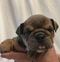 Janis Joplin, a female English Bulldog for sale in Lakeland, FL – 1 of 3